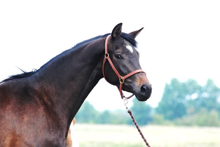 Dansk Varmblod Langhoffs Poison Ivy billede 1