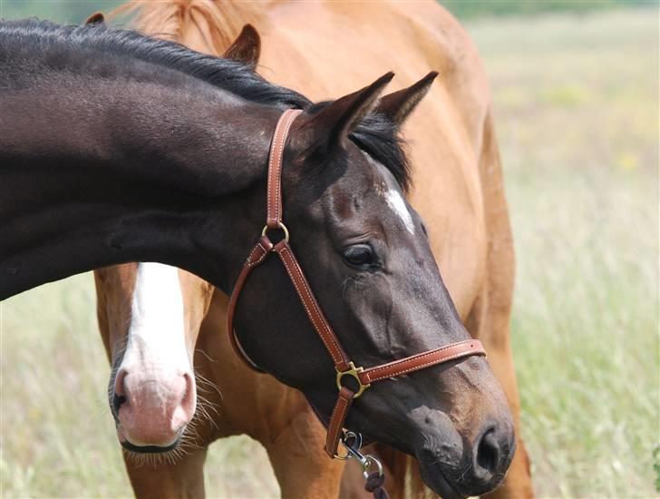 Dansk Varmblod Langhoffs Poison Ivy billede 2