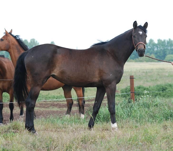 Dansk Varmblod Langhoffs Poison Ivy billede 3