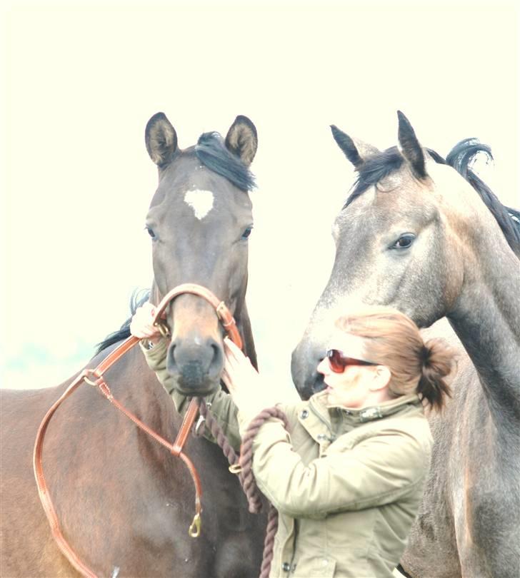 Dansk Varmblod Langhoffs Poison Ivy billede 5