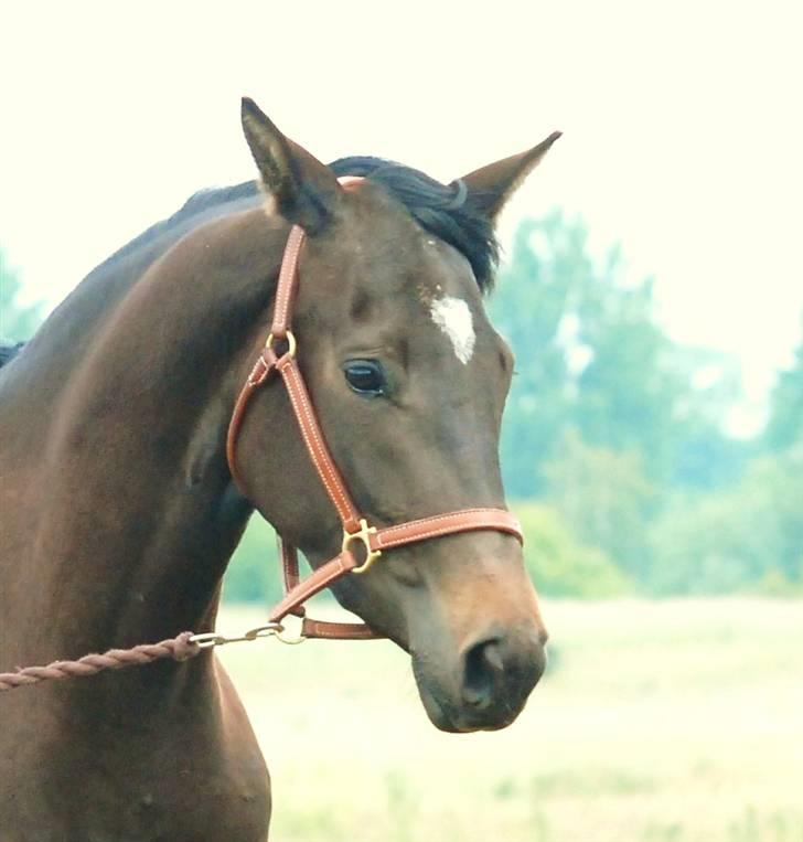 Dansk Varmblod Langhoffs Poison Ivy billede 6