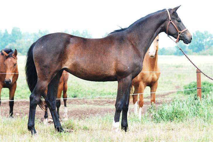 Dansk Varmblod Langhoffs Poison Ivy billede 7