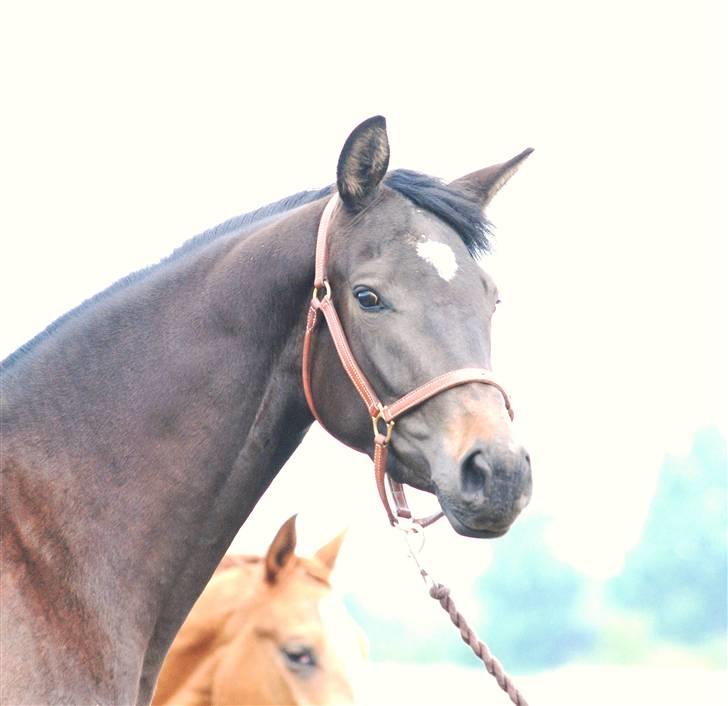 Dansk Varmblod Langhoffs Poison Ivy billede 8