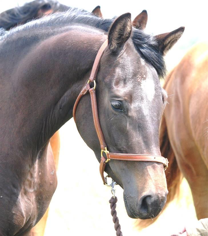 Dansk Varmblod Langhoffs Poison Ivy billede 9