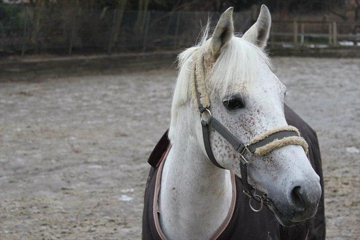 Anden særlig race Chapplin. SOLGT - Velkommen til Chapper´s profil. Chapplin, ude på folden d. 22-1-11. -taget af mig billede 1