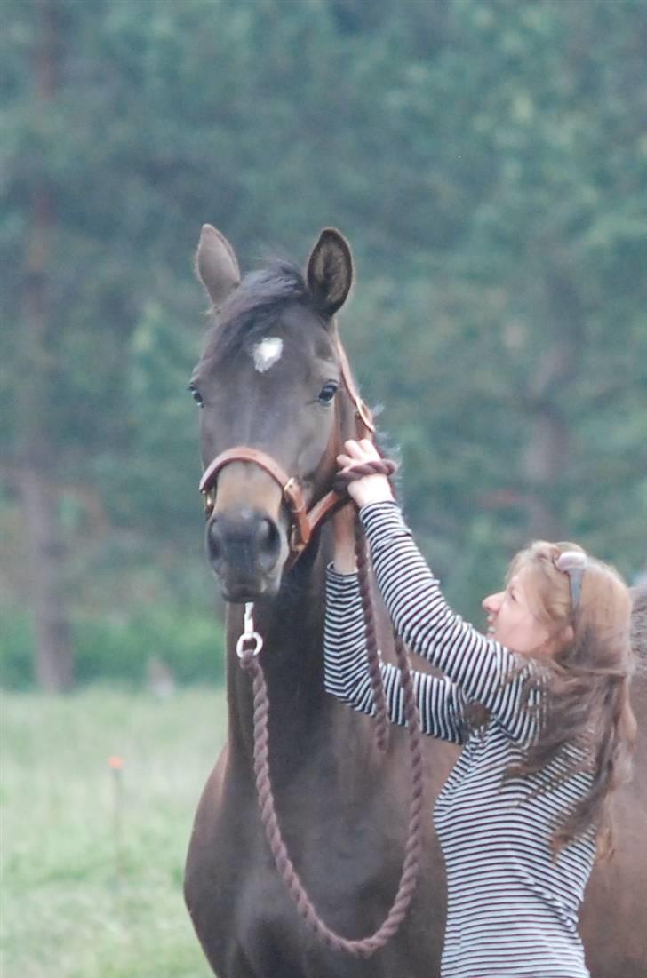 Dansk Varmblod Langhoffs Poison Ivy billede 10