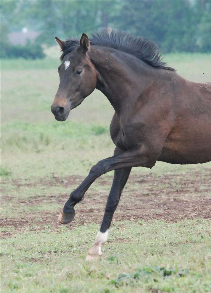 Dansk Varmblod Langhoffs Poison Ivy billede 11