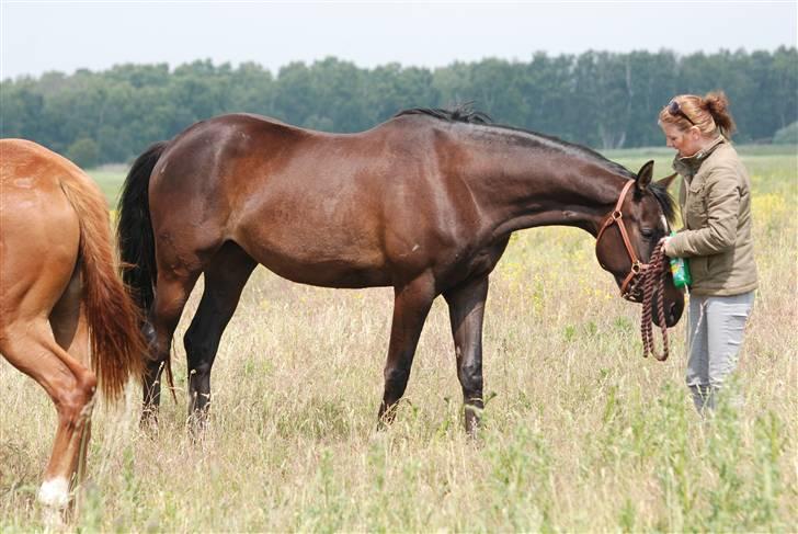 Dansk Varmblod Langhoffs Poison Ivy billede 12