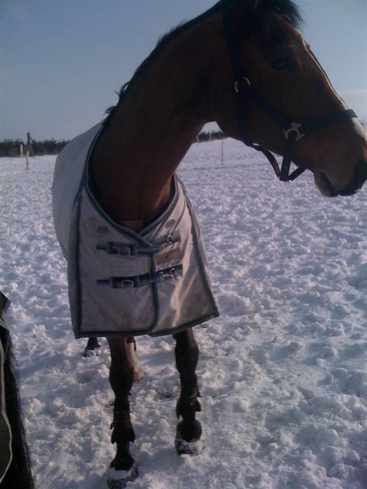 Tysk Oldenburger Lacoste billede 7