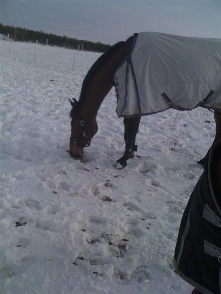 Tysk Oldenburger Lacoste billede 8