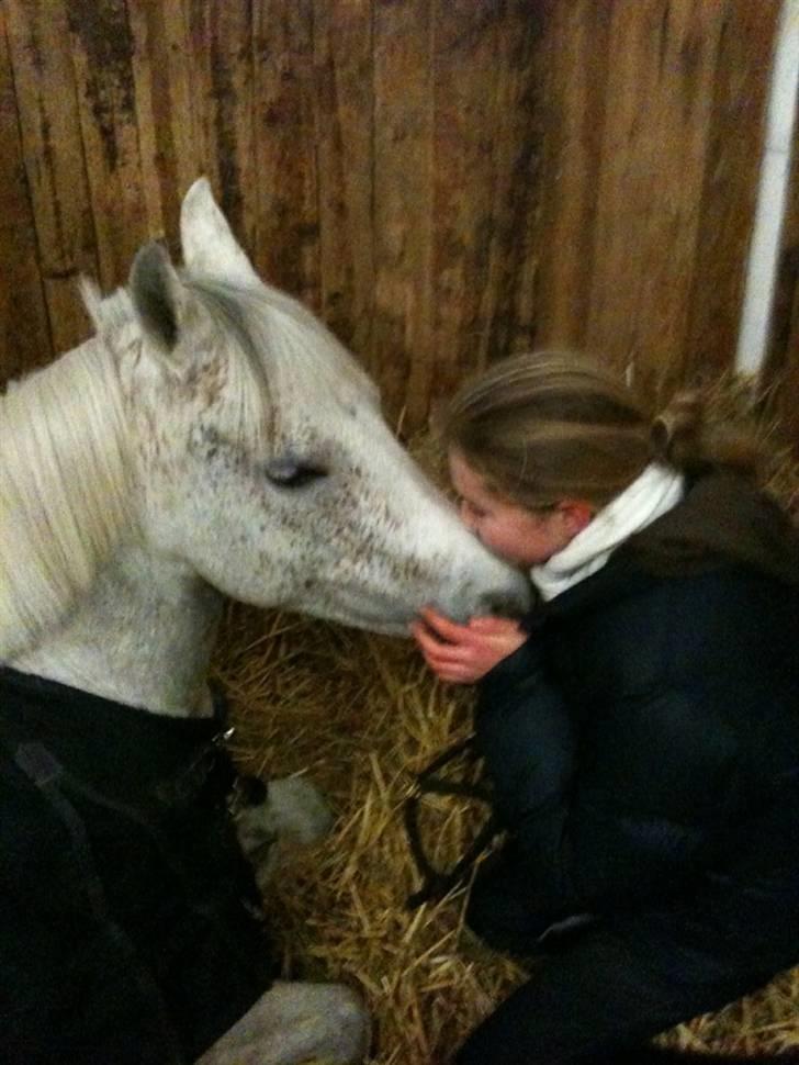 Anden særlig race Chapplin. SOLGT -  Chapplin<3 billede 2