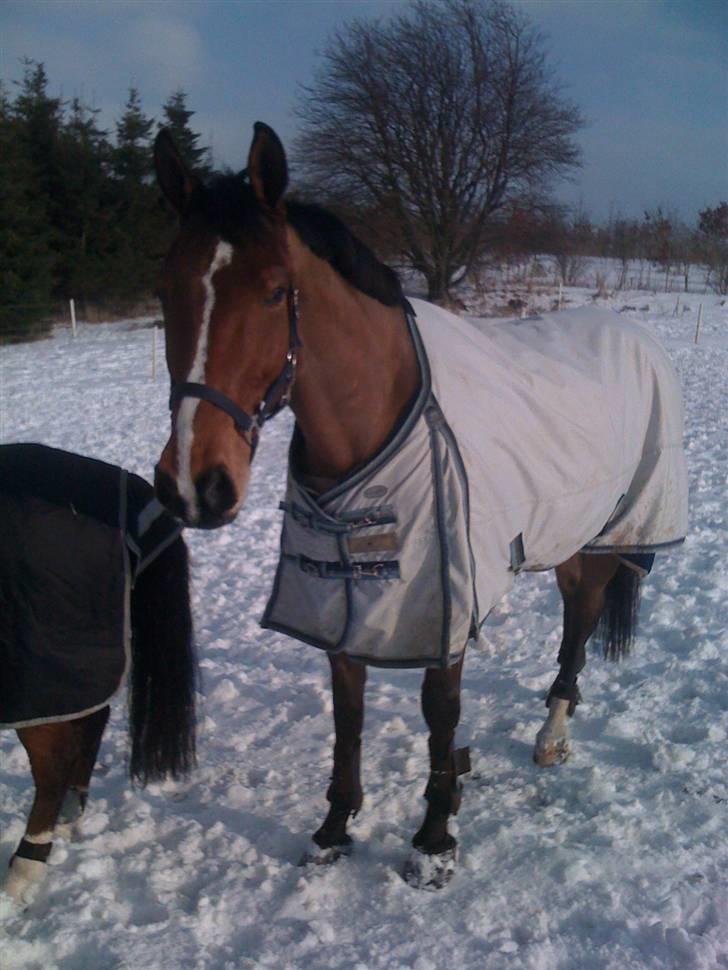 Tysk Oldenburger Lacoste billede 9