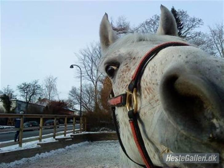 Anden særlig race Chapplin. SOLGT - Glade hest Taget af mig. billede 3