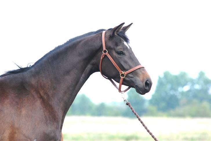 Dansk Varmblod Langhoffs Poison Ivy billede 13