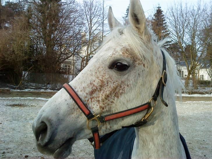 Anden særlig race Chapplin. SOLGT - Ude på folden (: taget af mig, men på mobil. billede 5