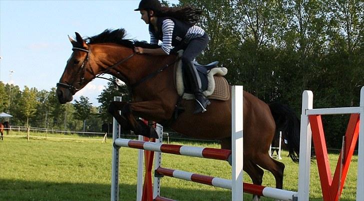 Dansk Varmblod Overgaards Minuet - Eddie til højdespring, vi sprang 1.45 :-) billede 1