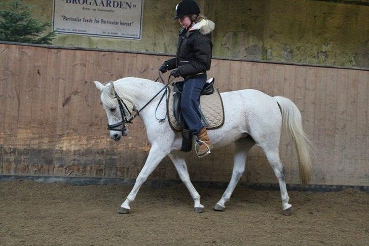 Anden særlig race Chapplin. SOLGT -  havde ikke redet hende i et halvtåt. tag jer ikke af min ridning, kom til at lave for lange bøjler, og havde joggingbukser og new zealand boots på, ups billede 6