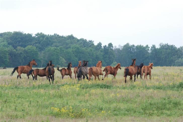 Dansk Varmblod Langhoffs Poison Ivy billede 14