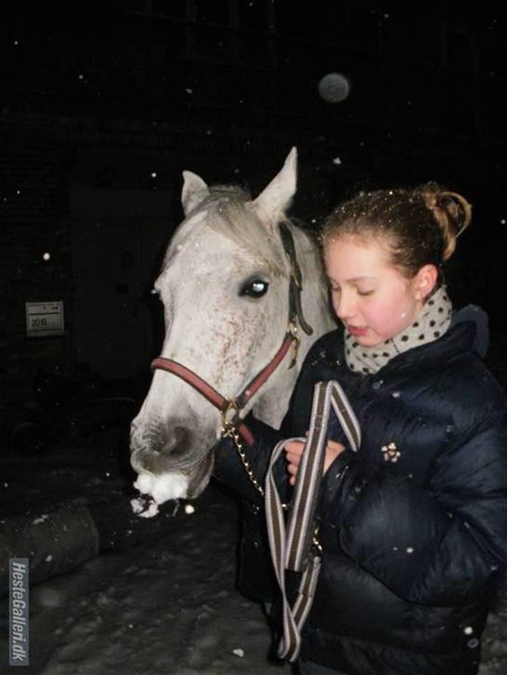 Anden særlig race Chapplin. SOLGT - ude i sneen. foto: ISA ;D billede 7