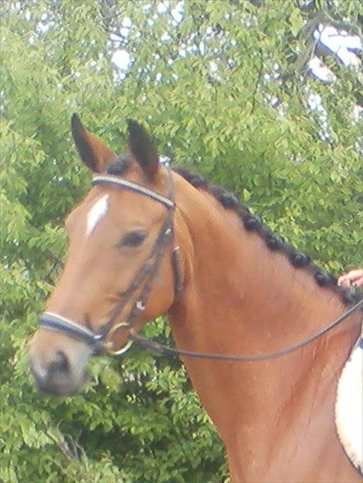 Dansk Varmblod Overgaards Minuet - Eddie dagen før årslev <3 Du er noget af det smukkeste.  billede 2