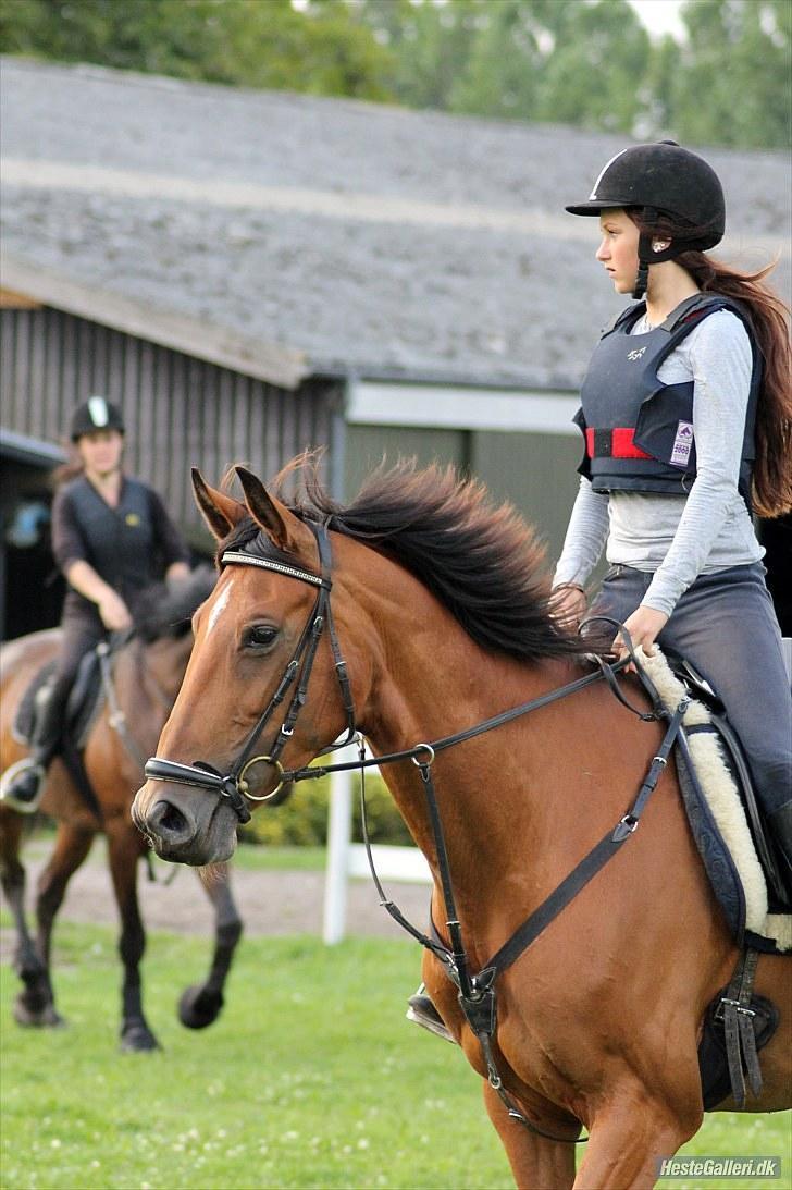 Dansk Varmblod Overgaards Minuet billede 3