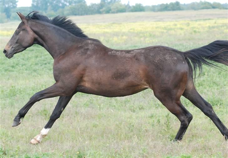 Dansk Varmblod Langhoffs Poison Ivy billede 15