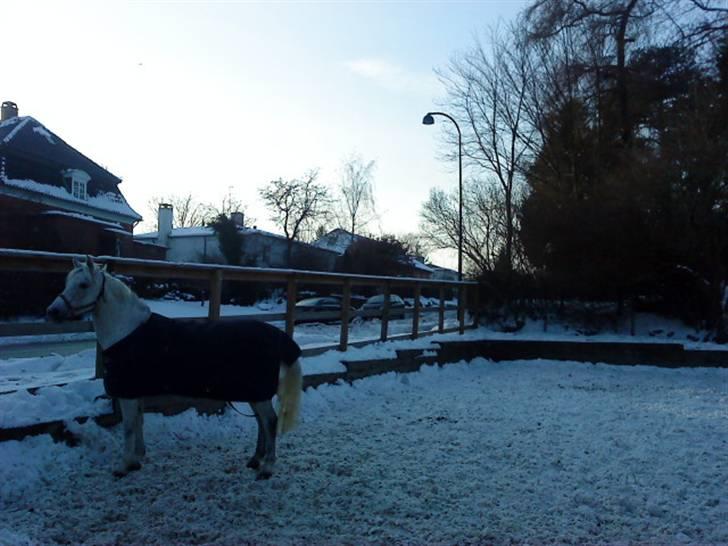 Anden særlig race Chapplin. SOLGT - Kan godt lide dette her billed ;D billede 9