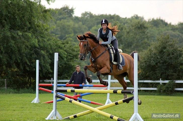 Dansk Varmblod Overgaards Minuet billede 4