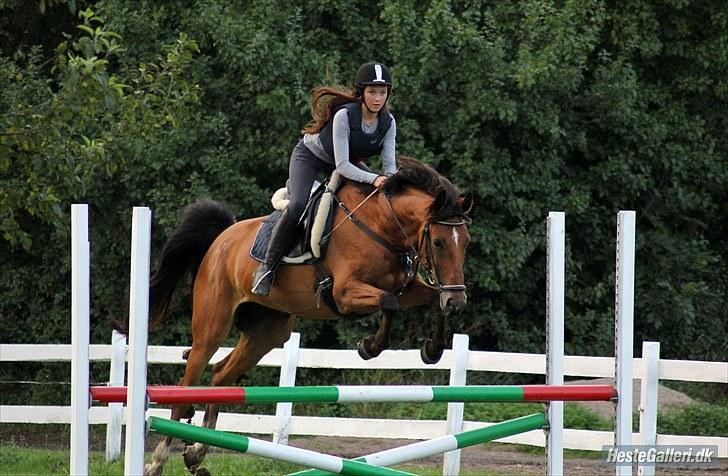 Dansk Varmblod Overgaards Minuet - Fordi Eddie generelt er en meget glad hest! :-) billede 5