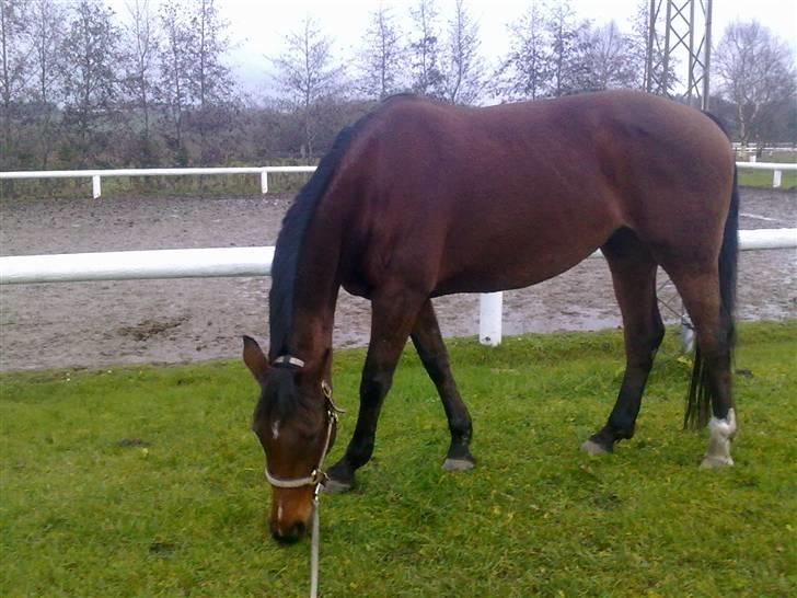 Dansk Varmblod Casie billede 2