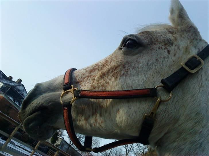 Anden særlig race Chapplin. SOLGT - Smukke pony! billede 10