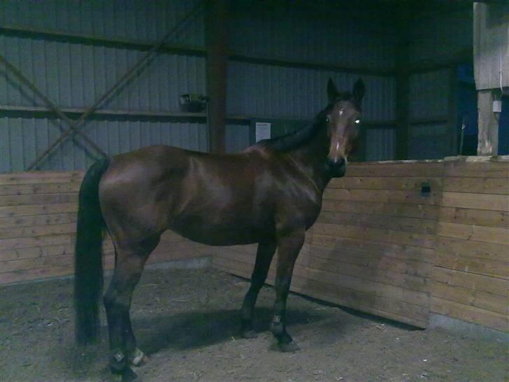 Dansk Varmblod Casie billede 3