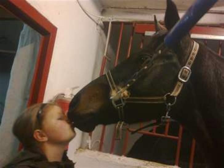 Dansk Varmblod kahlua ( R.I.P ) billede 17