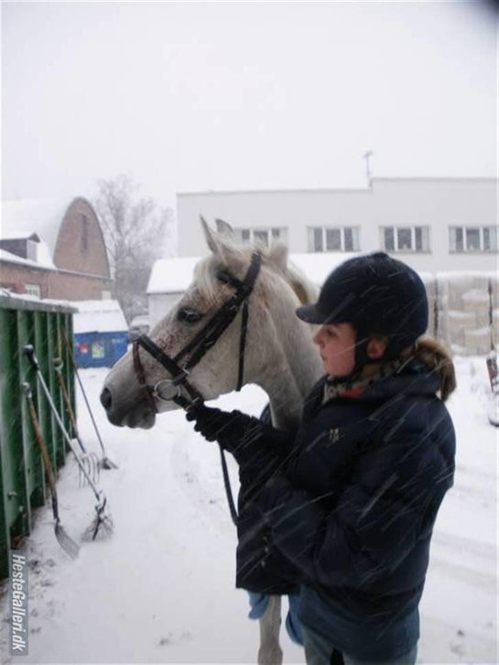 Anden særlig race Chapplin. SOLGT - ude i sneen, før ridetur.. foto: ISA :D billede 12
