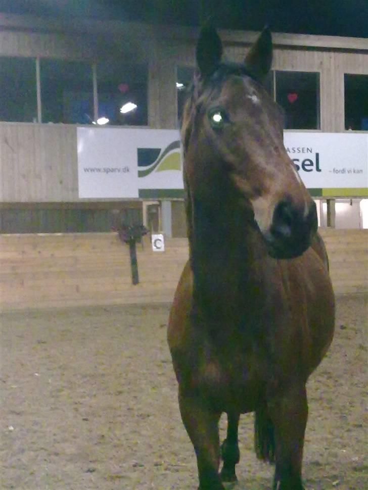 Dansk Varmblod Casie billede 4