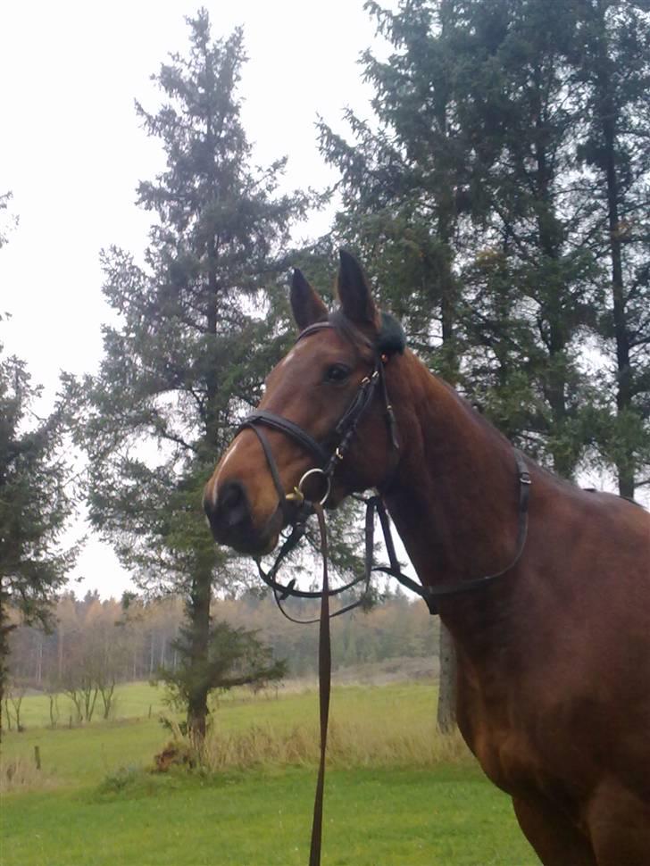 Dansk Varmblod Casie billede 5