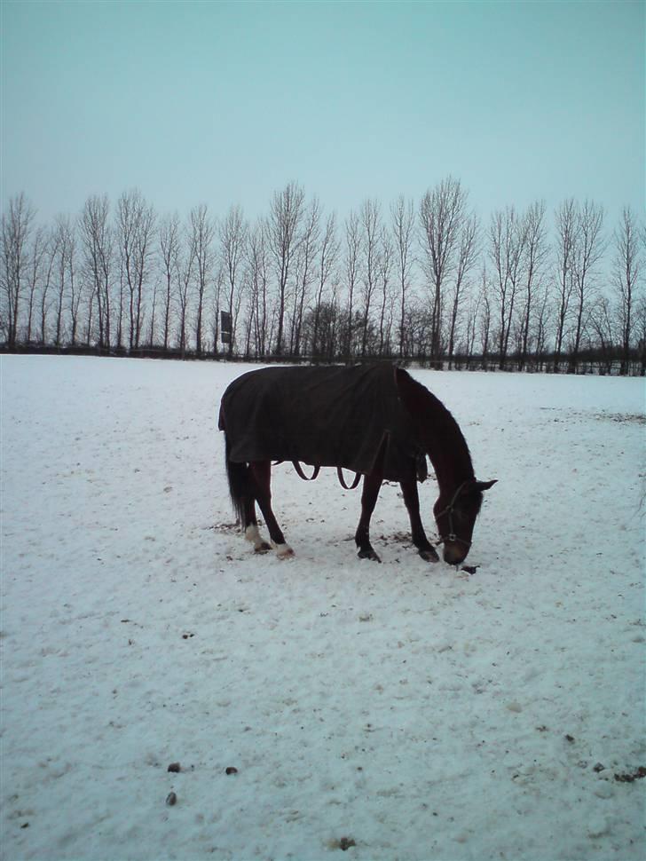 Anden særlig race Chasiopia billede 2