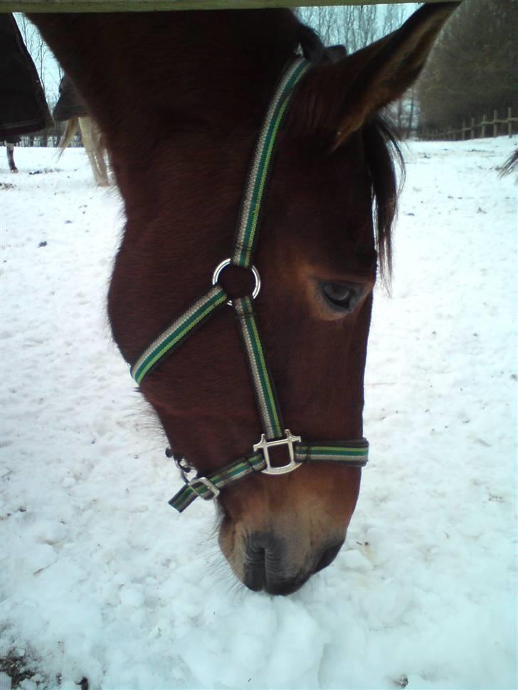 Anden særlig race Chasiopia billede 3