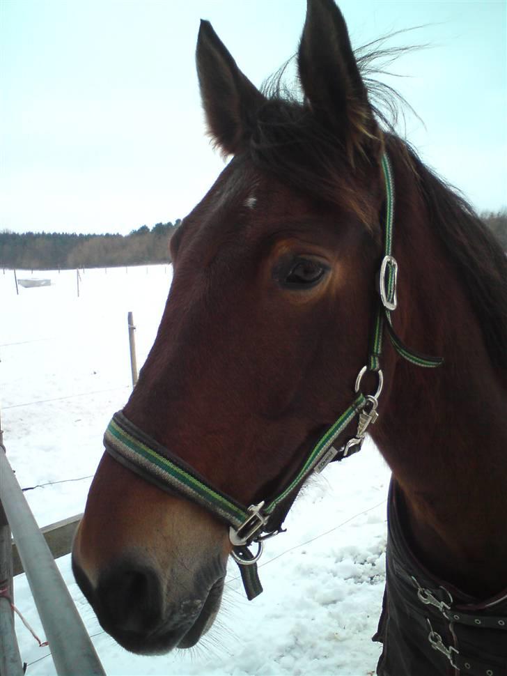 Anden særlig race Chasiopia billede 4