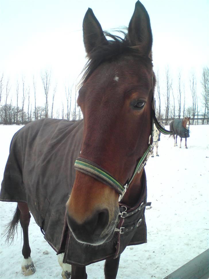 Anden særlig race Chasiopia billede 5