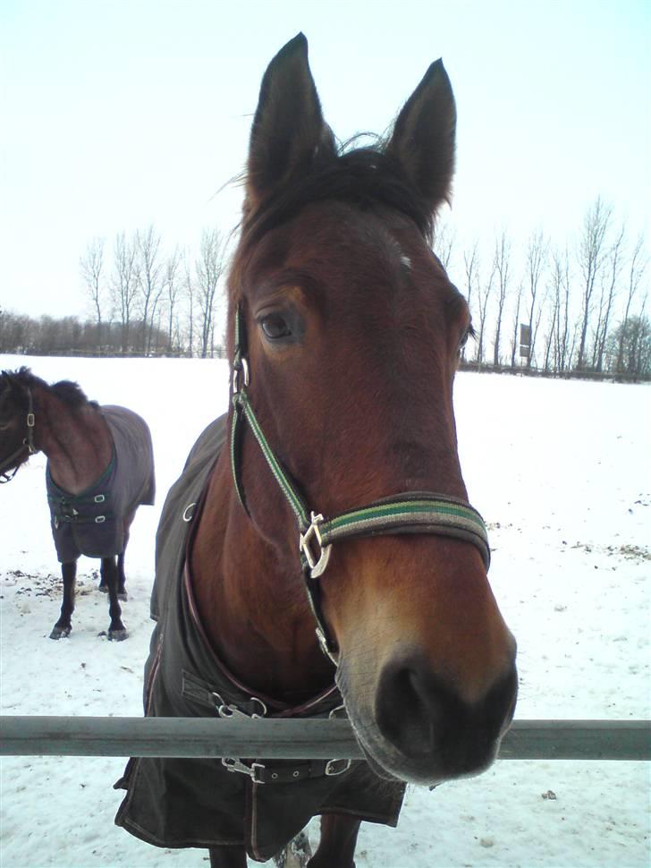 Anden særlig race Chasiopia billede 6