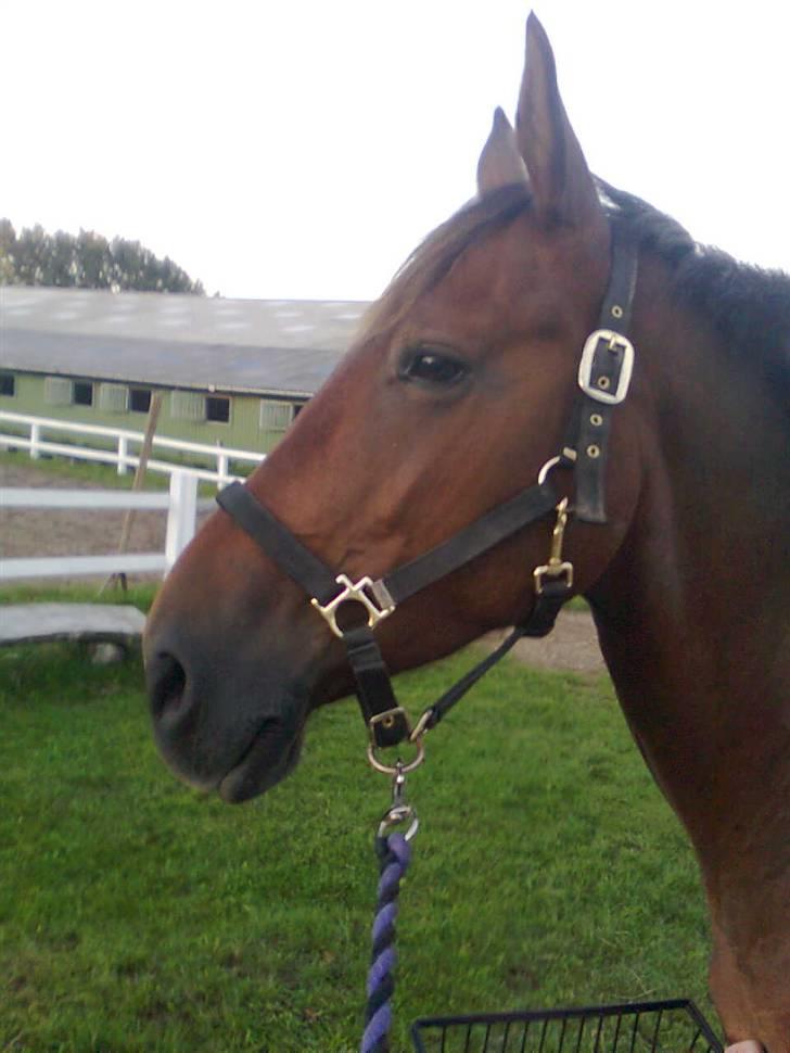 Anden særlig race Chasiopia billede 7