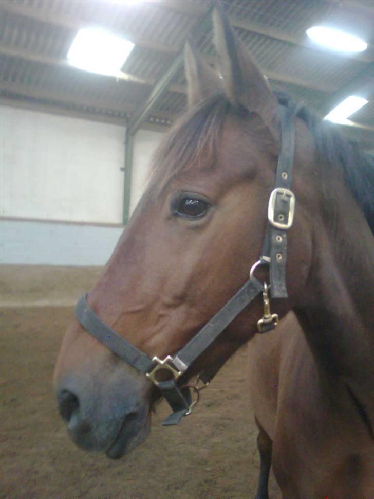 Anden særlig race Chasiopia billede 8