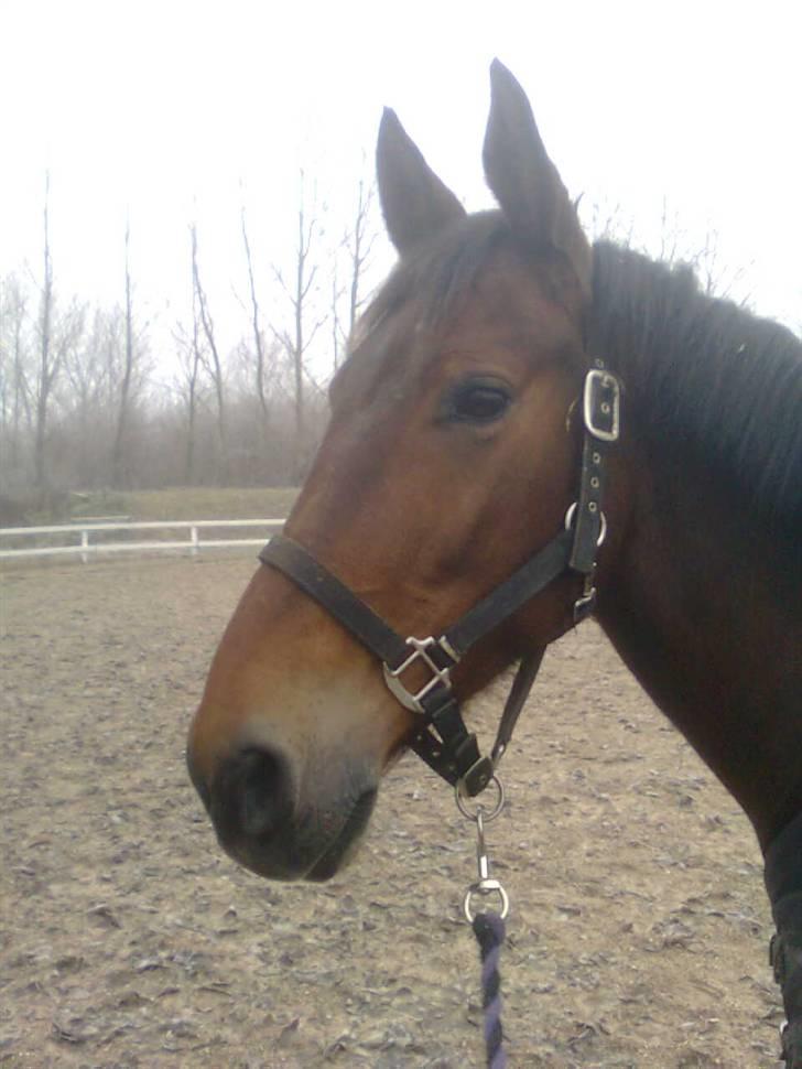 Anden særlig race Chasiopia billede 9