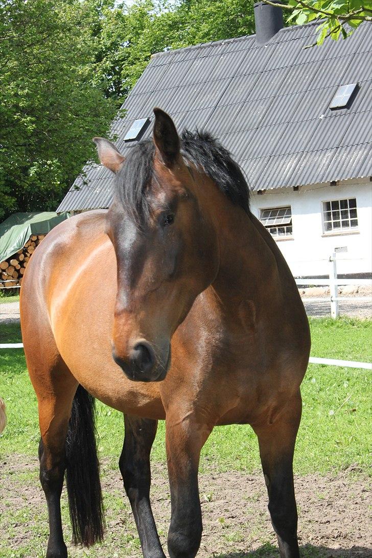 Dansk Varmblod Bjeregårdns Haløj  - Forår 2011 :)  billede 7