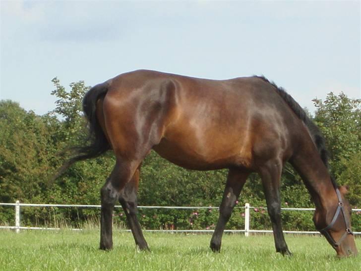 Dansk Varmblod Bjeregårdns Haløj  - sommer 2009 billede 8