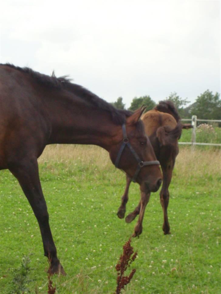 Dansk Varmblod Bjeregårdns Haløj  - " det er hårdt at vvæsre mor " sommer 2009 billede 9