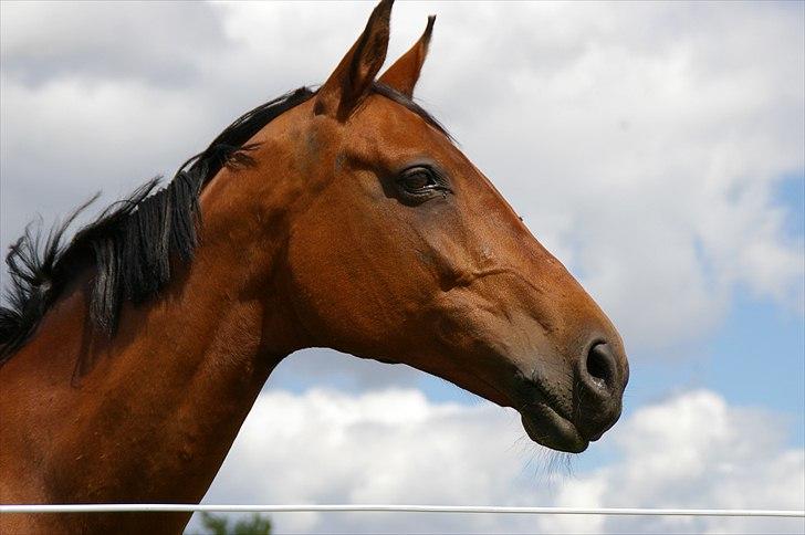 Hannoveraner ROMANA billede 2