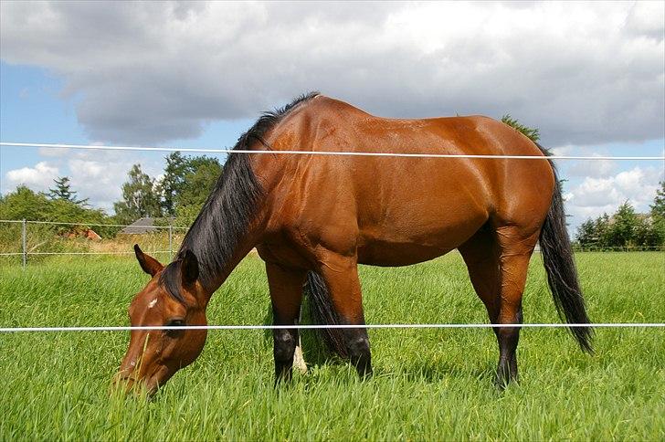 Hannoveraner ROMANA - På fold sammen med Cosima - weekend på Avernakgård i sommeren 2010 (: billede 3