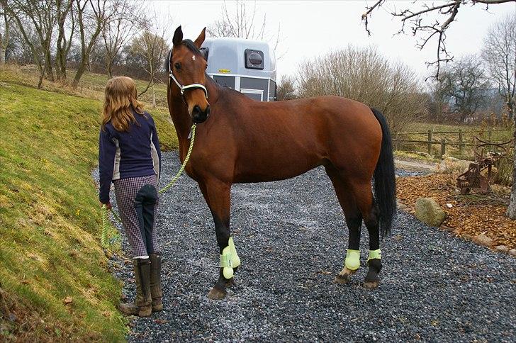 Hannoveraner ROMANA - Første gang på vej til undervisning (: billede 4
